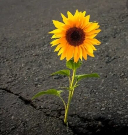 из открытого источника