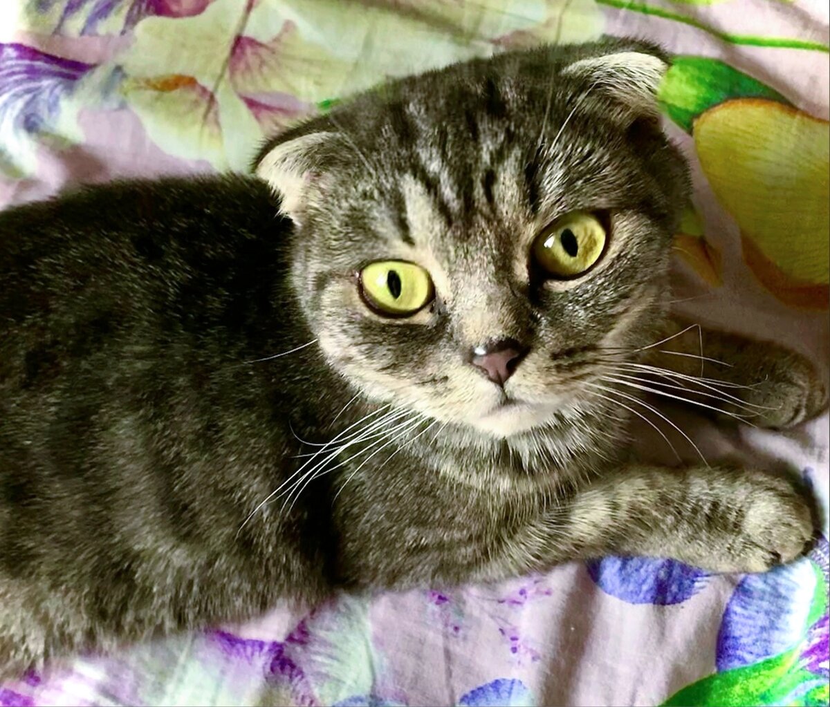 Кошечка изменилась. Подумали, что так бывает, когда котенок взрослеет