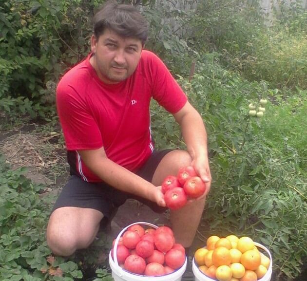  демонстрация томатов сорта Бармалей