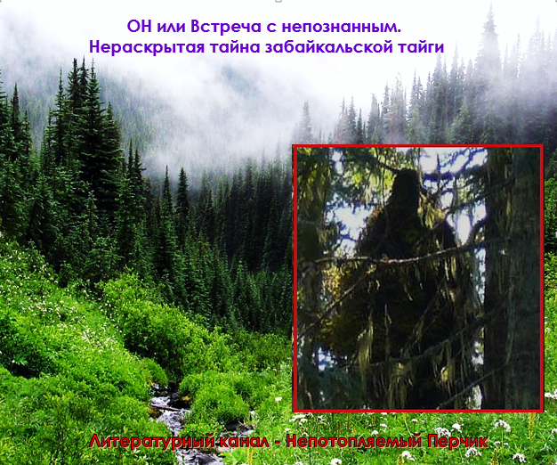 Песня тайная тайга. Тайга какая земля. Забайкалье Таежный край. Тайга Забайкальского края. Тайна Забайкальский край.