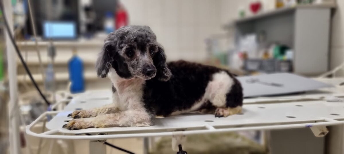 Девочка пудель