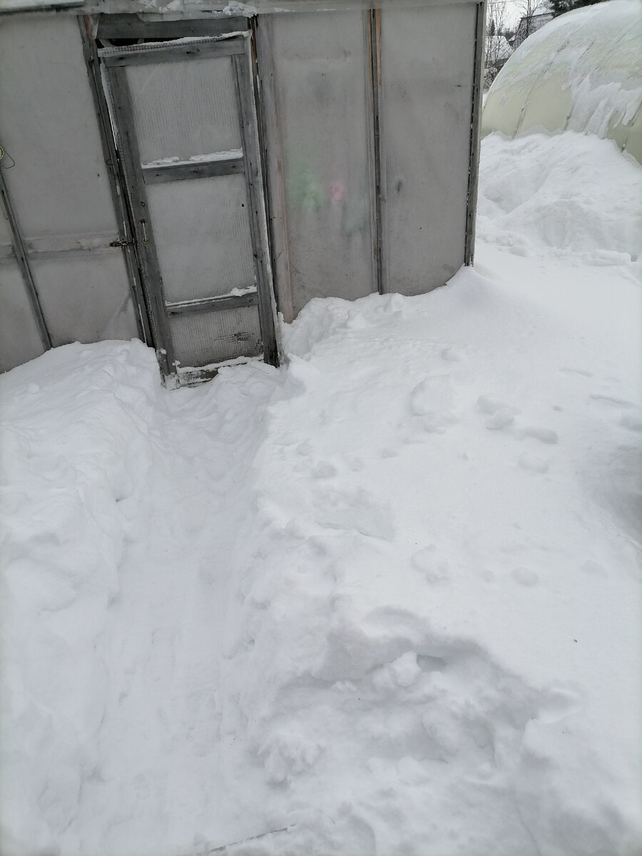 Вот эту тропинку к теплице он очистил сам, мой помощник.            