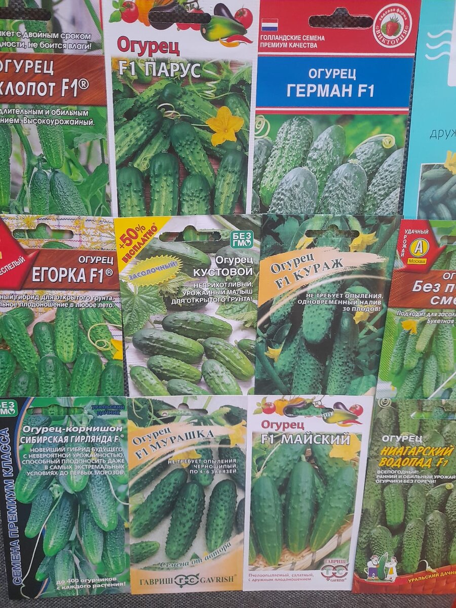 Мой выбор семян огурцов.