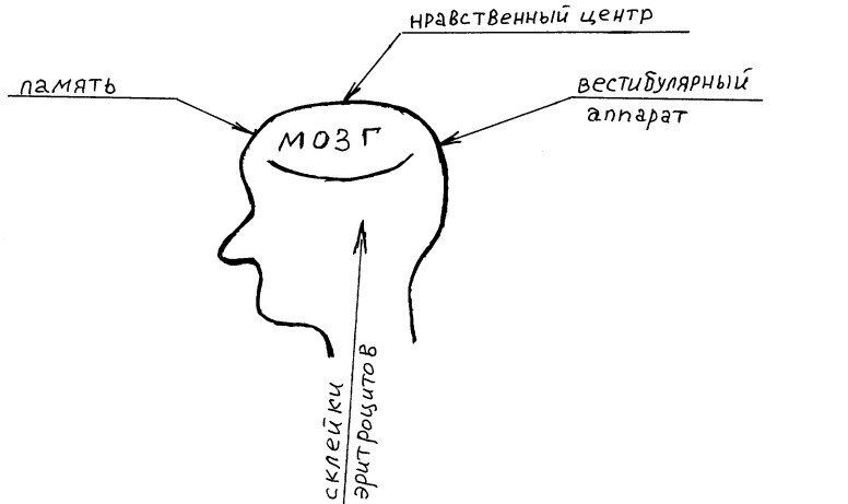 Зоны головного мозга 