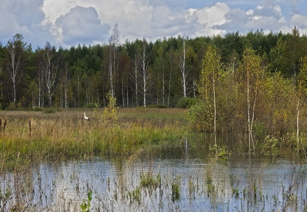 Болота Тверской области богаты рыбой.
Источник фото: https://vot69.ru/wp-content/uploads/2020/05/boloto.jpg