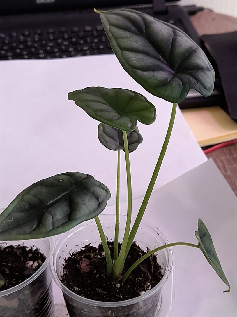   черенок "Silver Dragon "- июль 2022 года