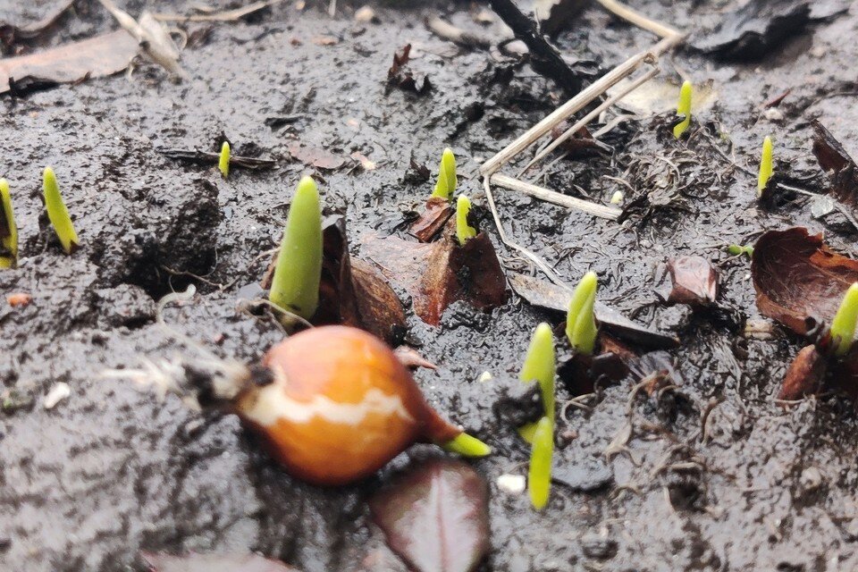     Из-за аномального тепла в Петербурге начали прорастать цветы. Фото: vk.com/grib_spb