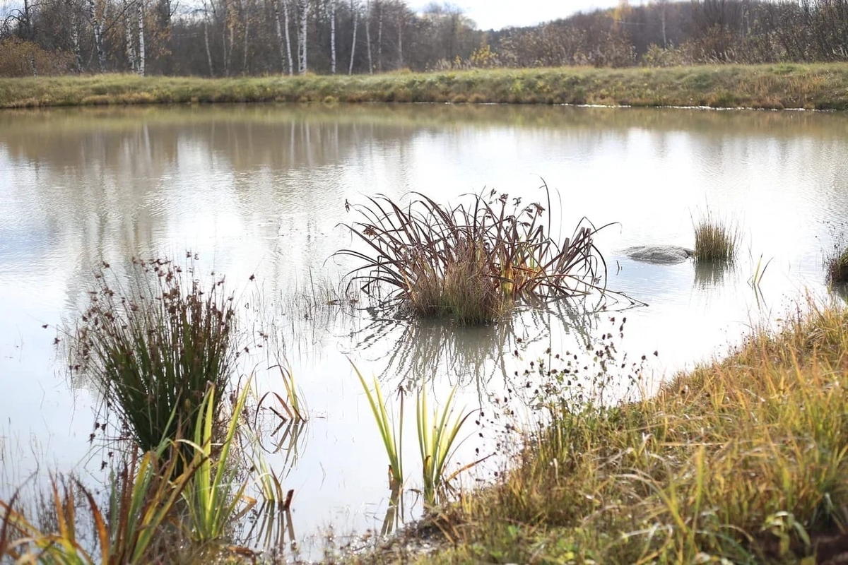 Природный пруд без бетона и плёнки, созданный на месте заболоченного участка