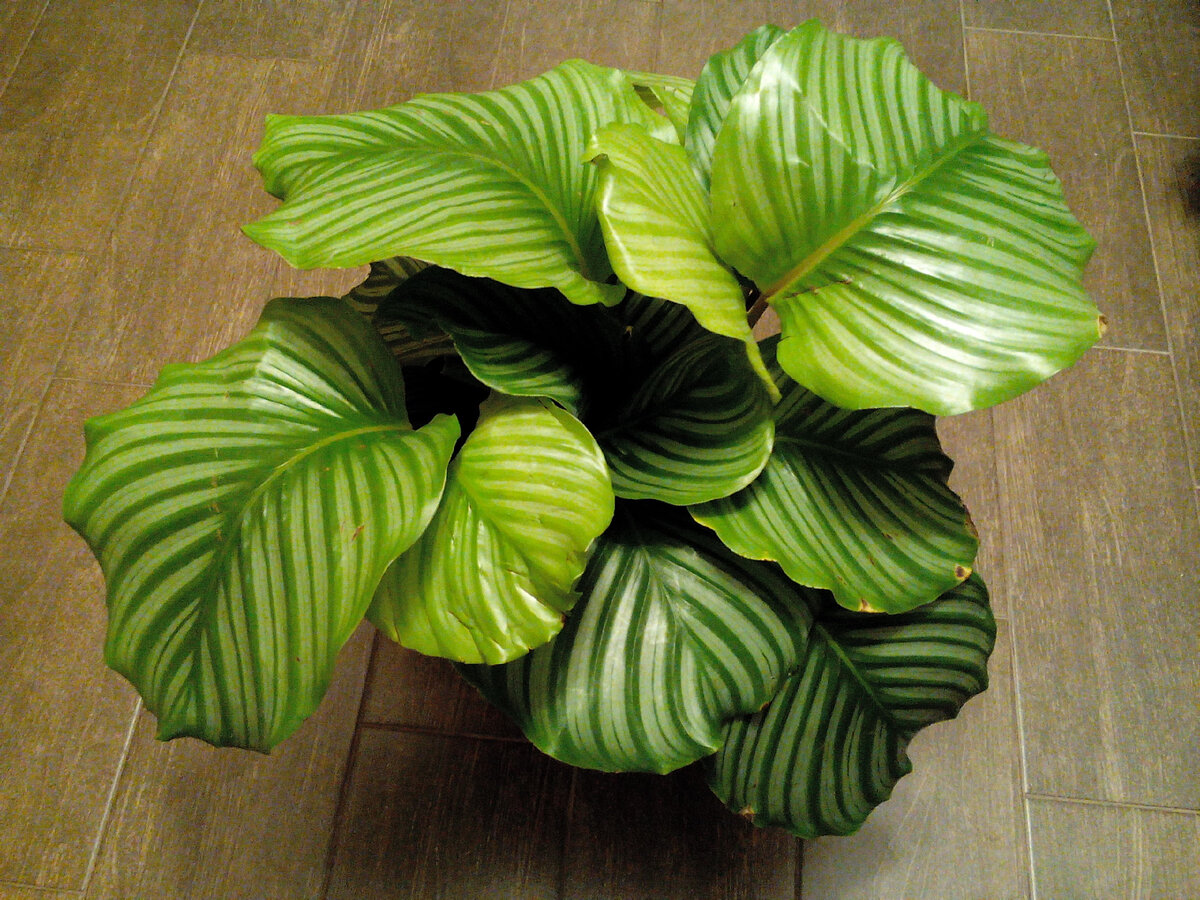 Калатея Орбифолия. Шикарный взрослый куст 