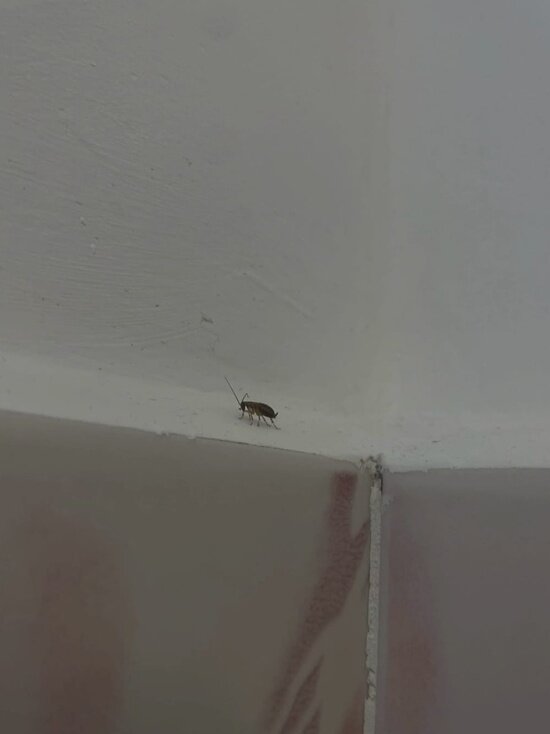     Северяне утверждают, что в школе № 4 такая же проблема. Фото: vk.com Ольга Богдан