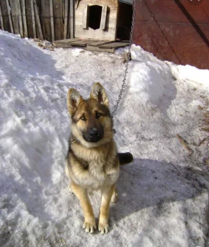 Шепард собака немецкая овчарка. Овчарка во дворе. Немецкая овчарка на привязи. Домик для овчарки. Немецкая овчарка щенок 1 год.