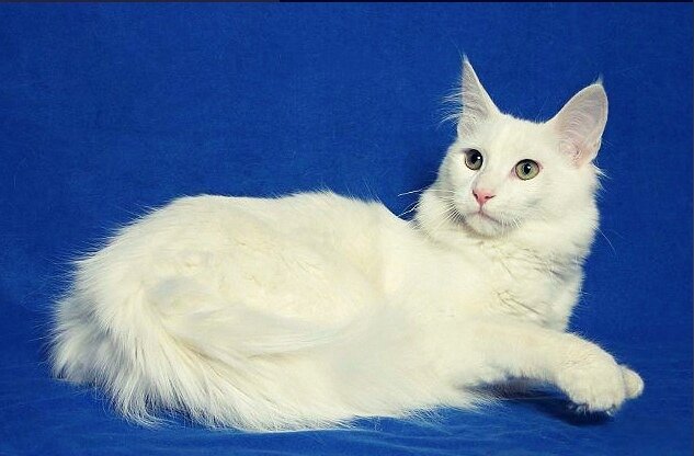 Ни пятнышка: 15+ красивых пород белых кошек - Мир Кошек