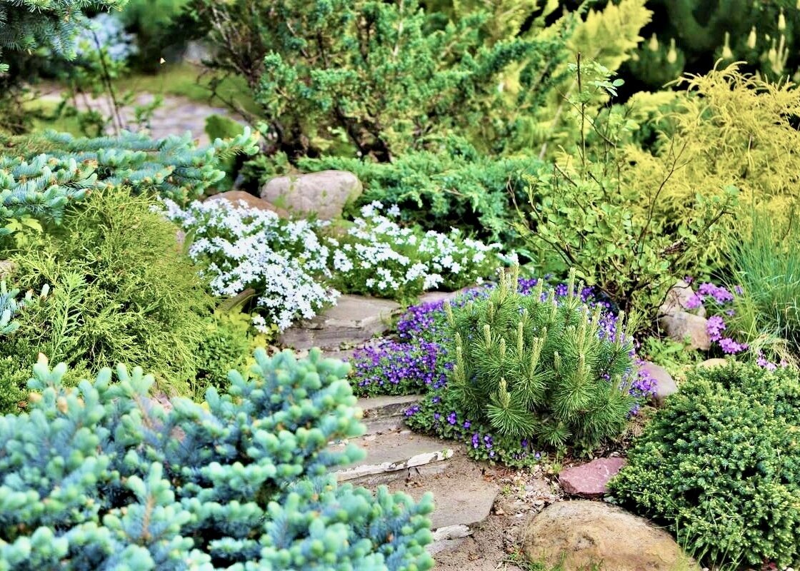 Альпинарий с хвойниками (фото pro-dachnikov.ru)