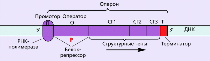 Оператор транскрипция. Структура Гена оперон. Структурные гены оперона. Строение оперона. Лактозный оперон структура.