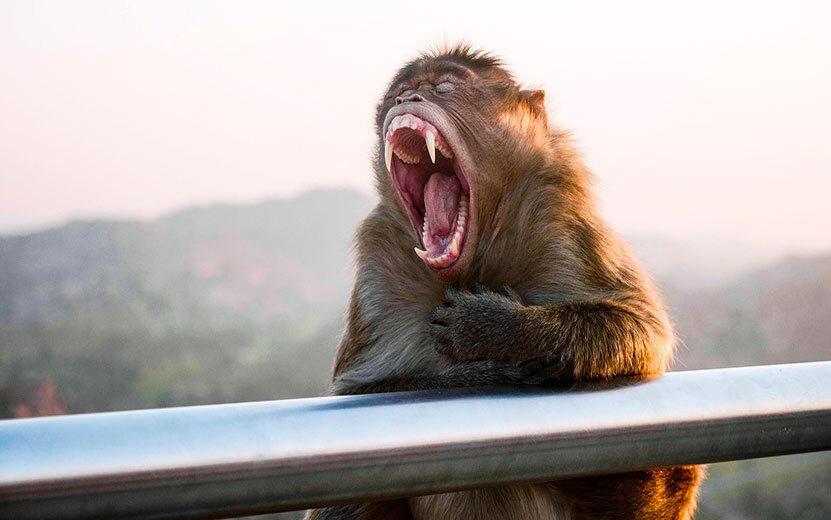 Зубы обезьян могут быть опасны. Фото: архив редакции