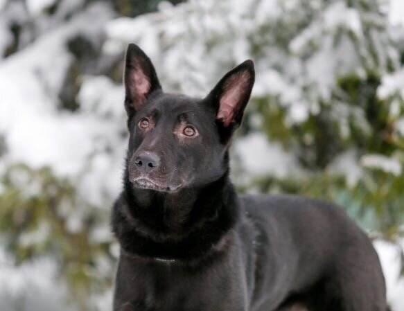 Малик во время зимней прогулки. Здесь и далее в статье фото для публикации любезно предоставлены куратором Малика и Ашера Ириной