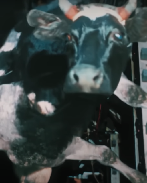 Раскоряка. Наши дни. Часть 2.