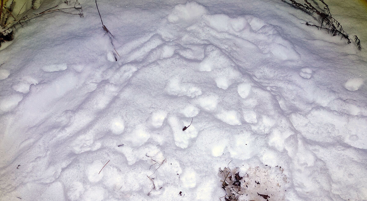 Следы борьбы ежа и лисицы