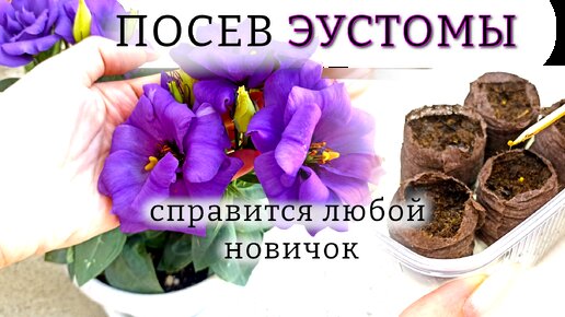 Посев ЭУСТОМЫ: справится и НОВИЧОК! 🌸 Почему я сею её только в таблетки + первый УХОД