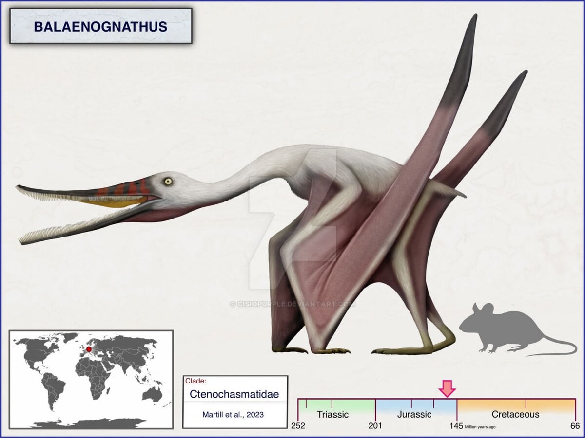 Баленогнат, его относительные габариты, датировка и ГЕО