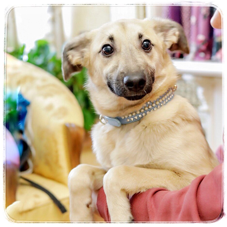 Лада и фотосессия