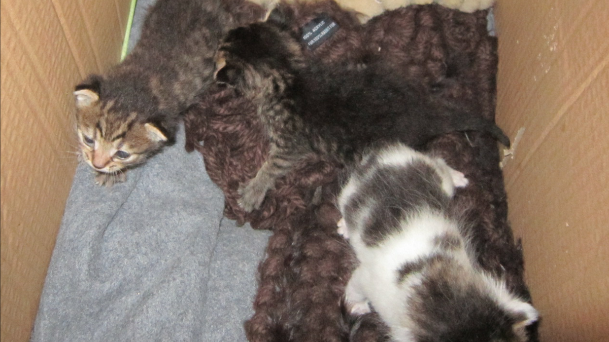 Фото автора. Первые дни. На грелке и меховом шарфике в коробке тепло.