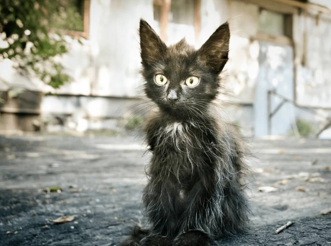 Жалко котенка. Бездомные котята. Бездомный кот. Брошенный котенок. Облезлый кот.