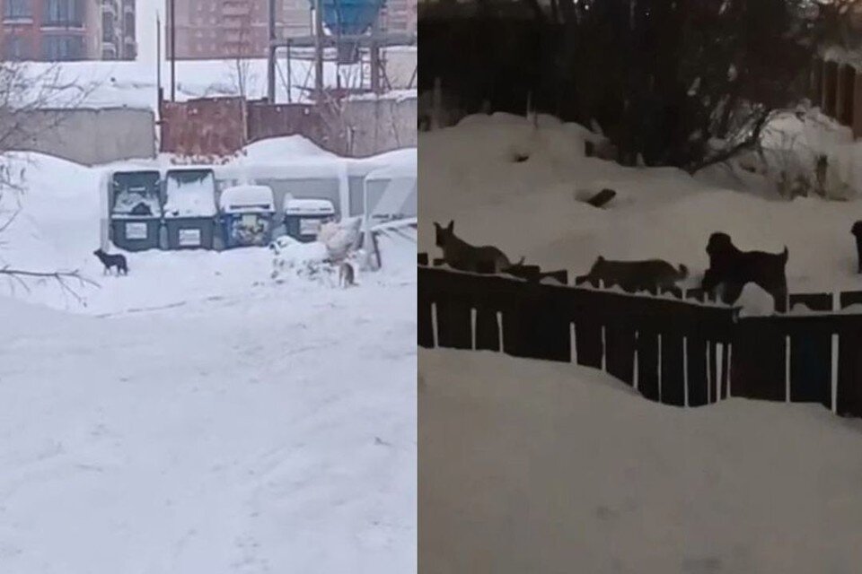     Собаки бегают сворой по улицам и бросаются на людей. Фото: предоставлено местными жителями.