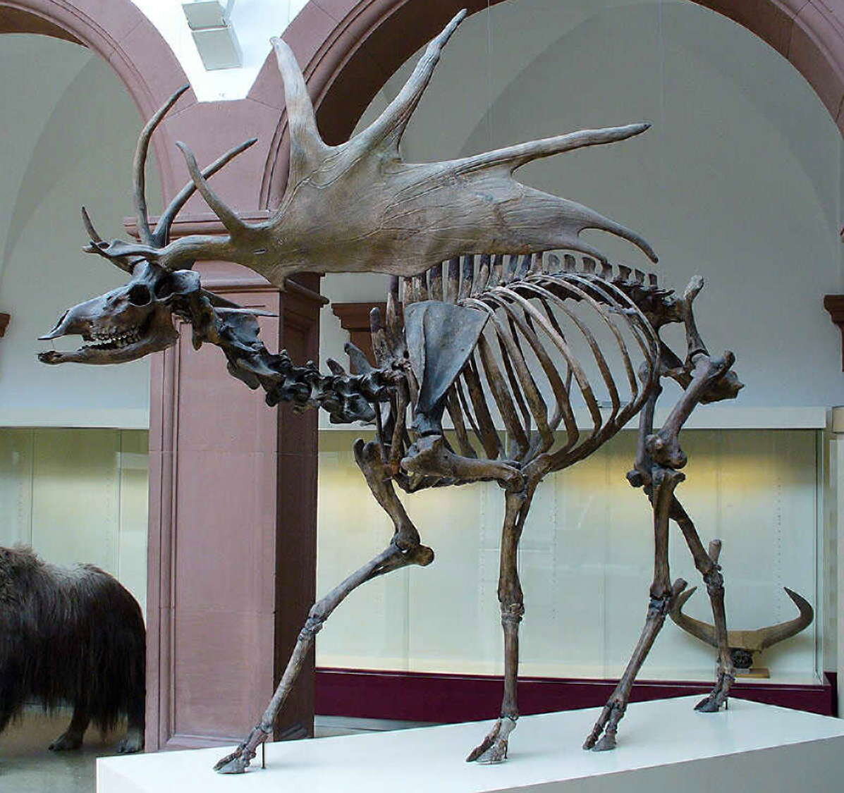 Большерогий олень скелет