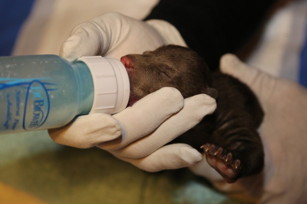    Фото: Из архива/ Центр спасения медвежат-сирот