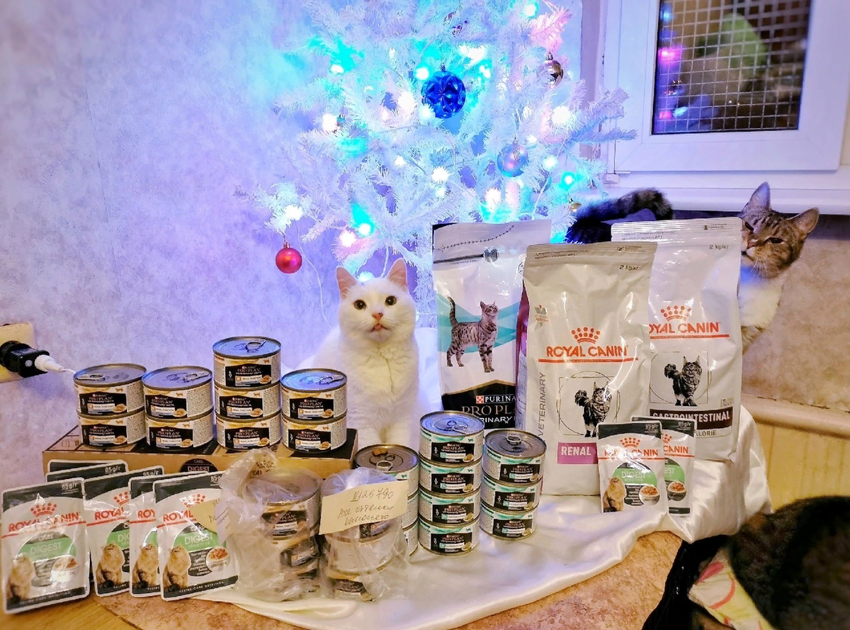 © ВСЕ ОТТЕНКИ КОШАЧЬЕГО. На фото кошечка Чехия и Рут с подарками 💖