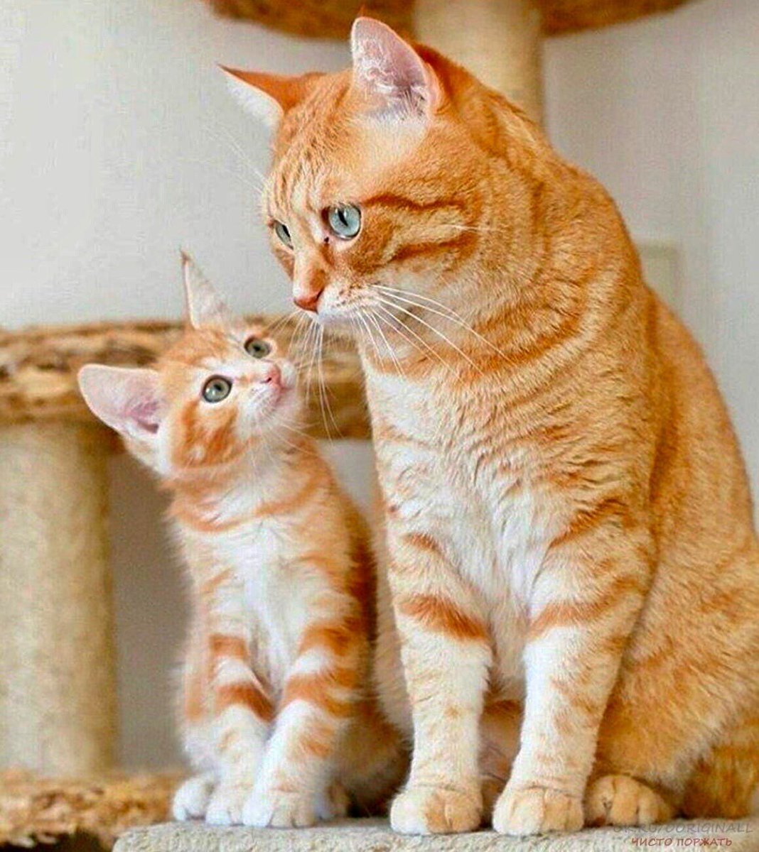 Мама кошка с котенком картинки
