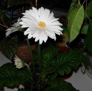 Будьте к ним бережней. Помните, когда вы выбираете цветы, что вы хотите этим сказать. И почему ваш выбор остановился именно на этом растении.