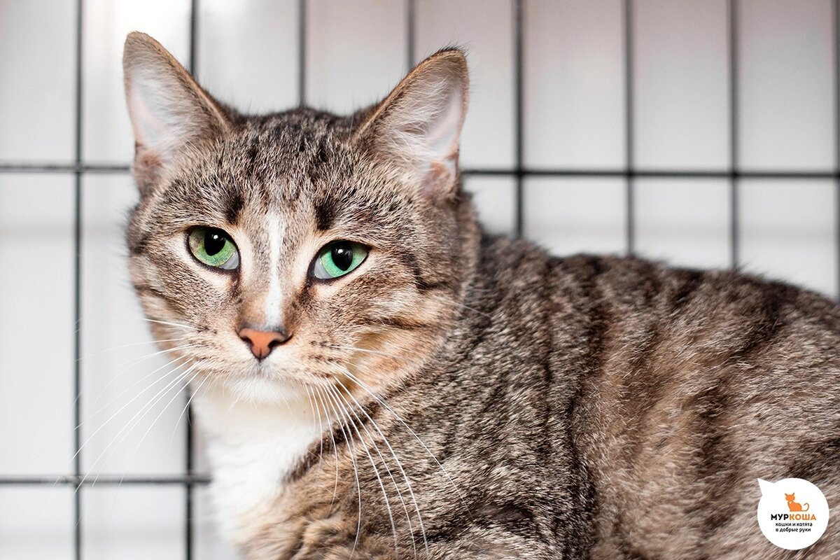 Сэмика нашли на улице.