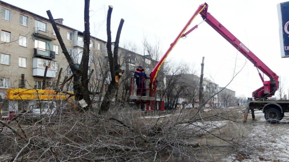 В Энгельсе началась масштабная «омолаживающая» опиловка деревьев |  Reporter64 Saratov | Дзен