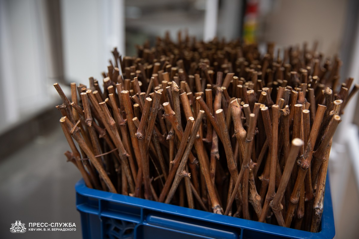 "Малыши" виноградной лозы