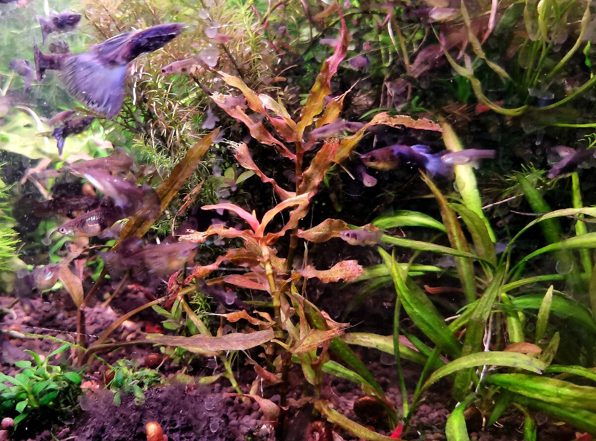 Murdannia engelsii водная форма 