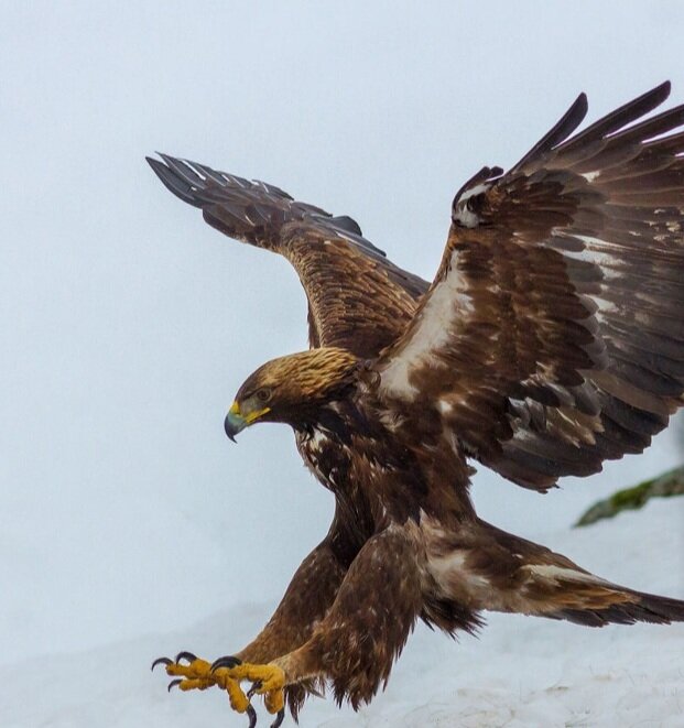 Беркут🦅