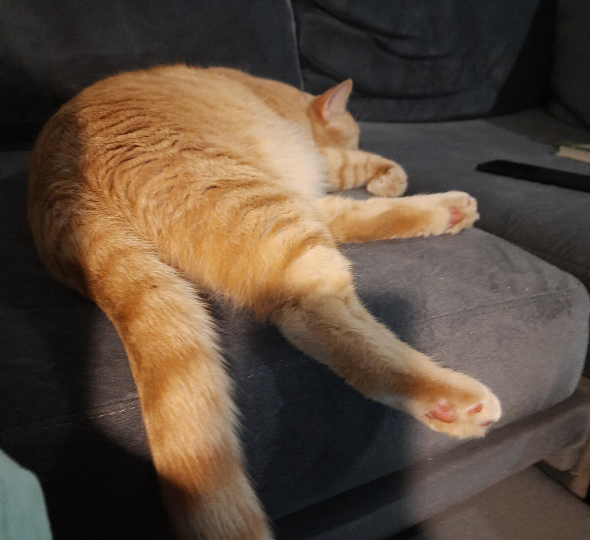 Вот так обиженный кот , непонятый всеми великий художник, почивать изволит после помывки)) 