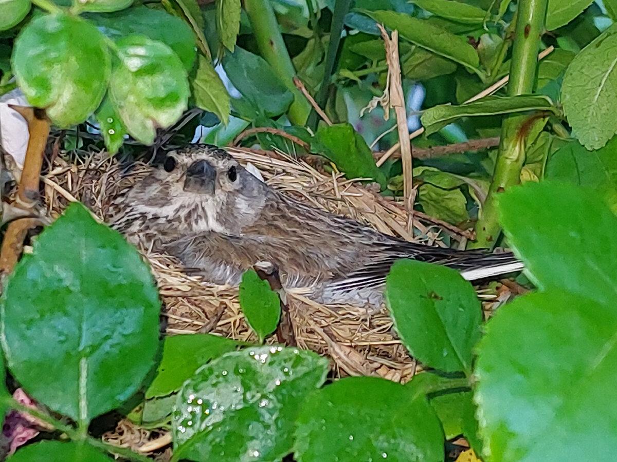 Вот так она смотрела на меня, сидя на яйцах