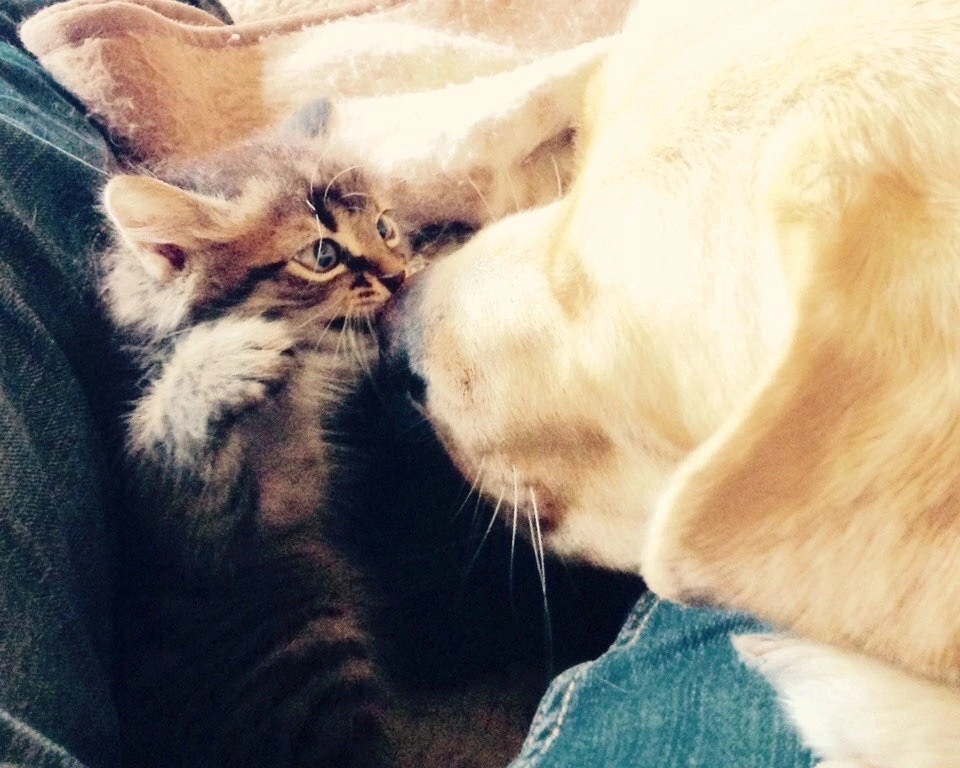 #котики #коты #собакотерапия #кот #кошка #котикиправятмиром #милыекоты #коткошка #кошак #котяра #прокотов