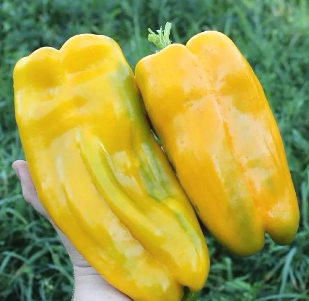 Вот какие красавцы вымахали. 👍