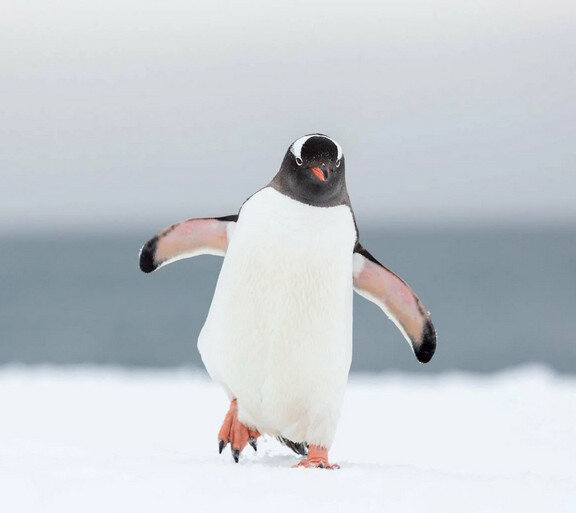 Закостенелые останки огромного пингвина выявили эксперты из Гринвича  (Соединенных штатов Америки). Удивительную находку эксперты совершили на  пляже в Новой Зеландии.