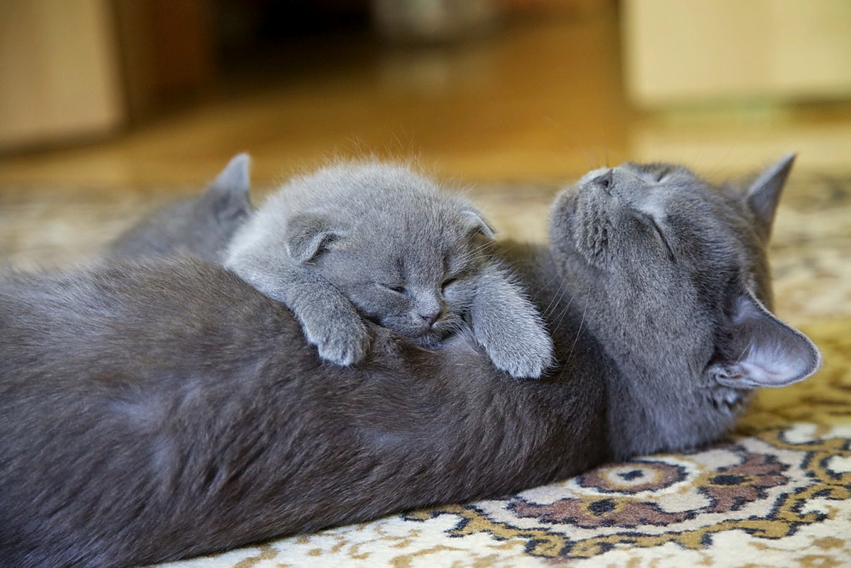 😺К чему готовиться и как правильно себя вести, если ваша кошка готовится  стать мамой | Нос, хвост, лапы | Дзен