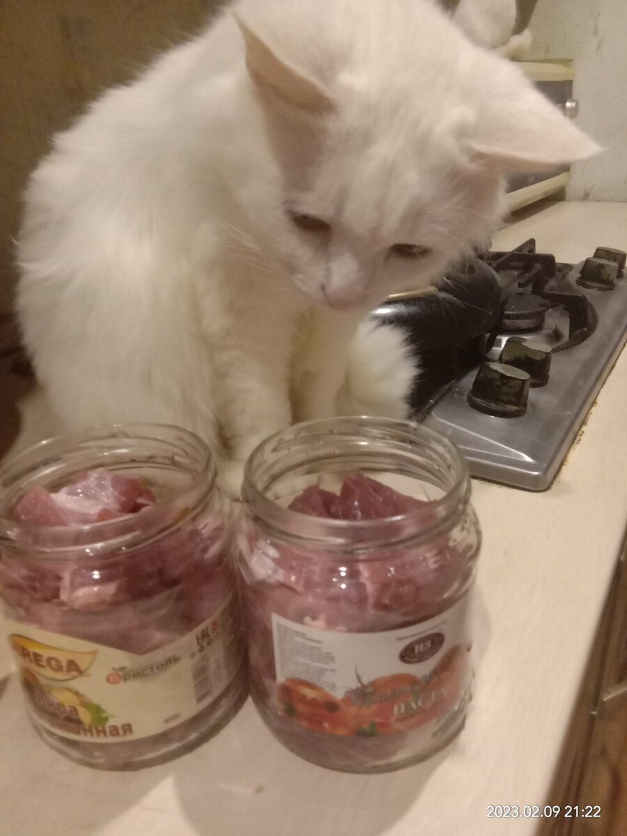 Кот наблюдает за процессом