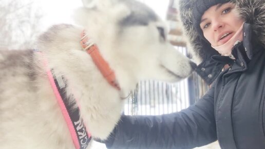 Доброго ездового утра из стаи! Ледяное солнце, снег и пушистые булочки😍