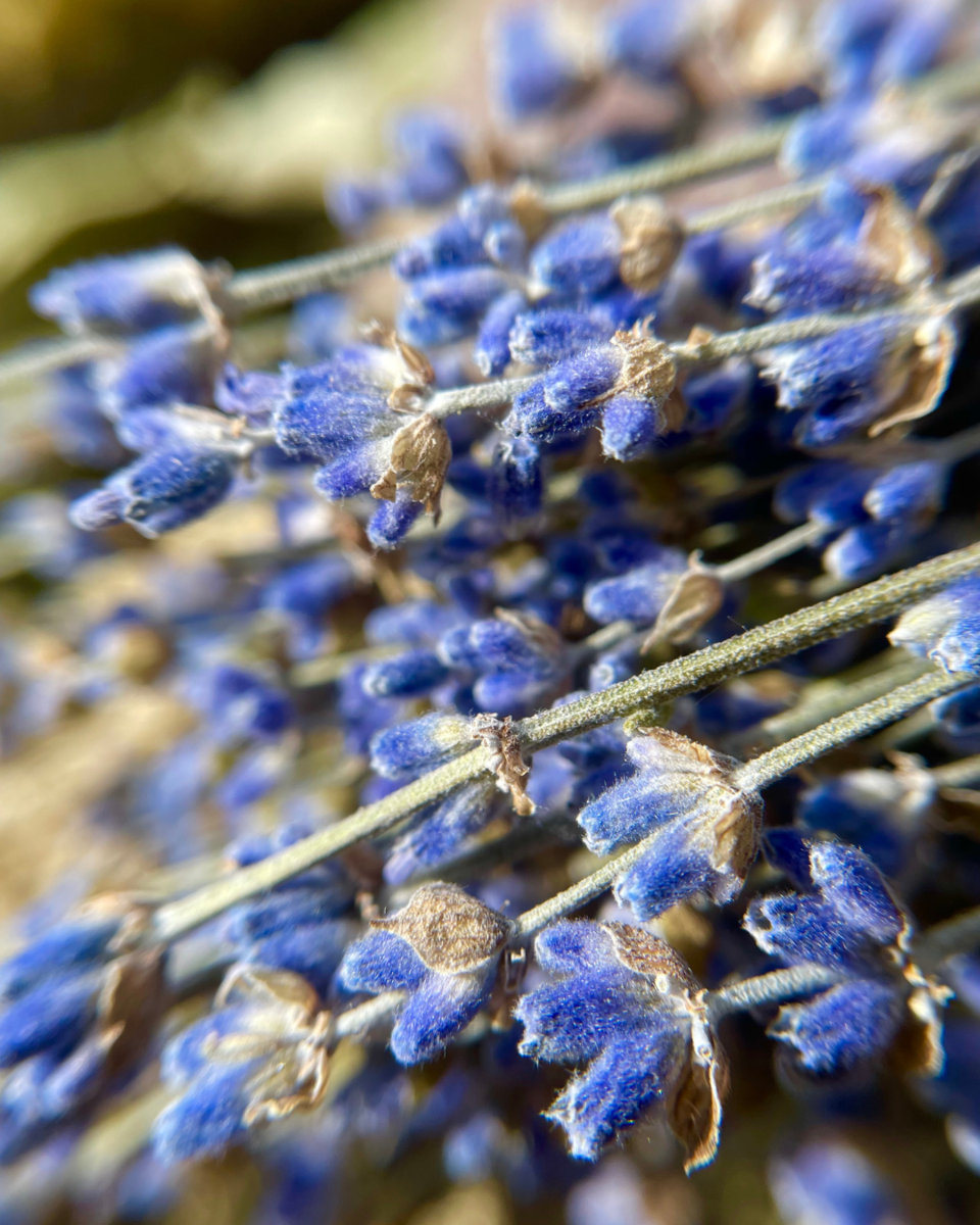 Важно, чтобы все соцветия и стебли были целыми. Лаванда от DUBVENIK.RU