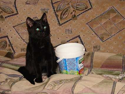 Главы из книги "Кошачья жизнь". Даша