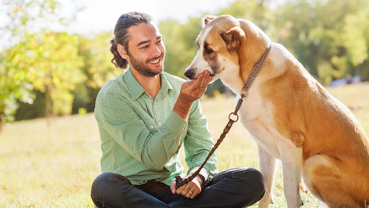    Собаки испытывают к хозяевам чувства, очень схожие с любовью