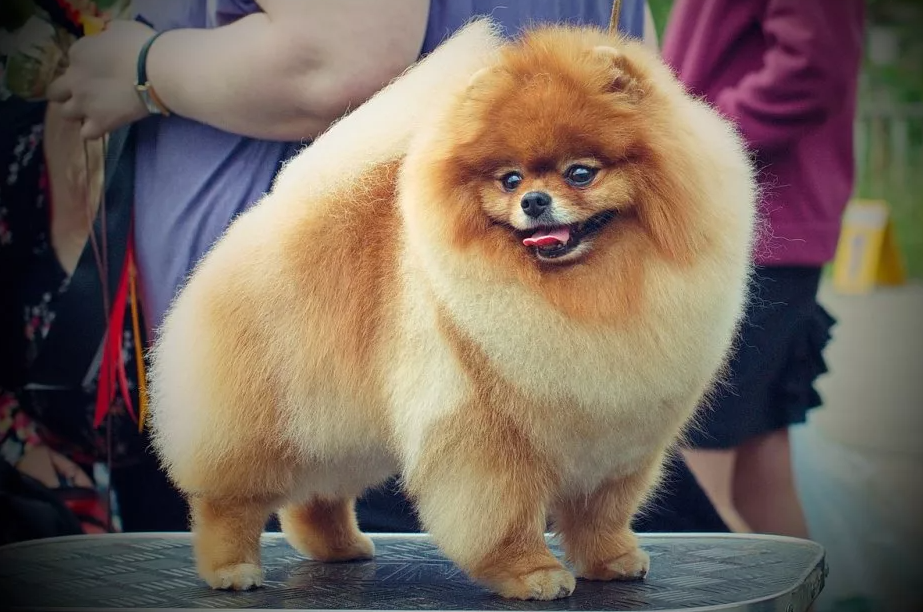 Шпиц выставка. Выставочная стойка шпица. Малый шпиц. Выставка шпицев. Немецкий вольфшпиц на выставке.